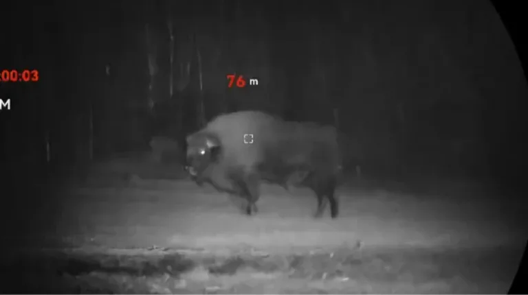 Niezwykły gość w gminie Stary Lubotyń. Żubr uchwycony na nagraniu! (wideo)
