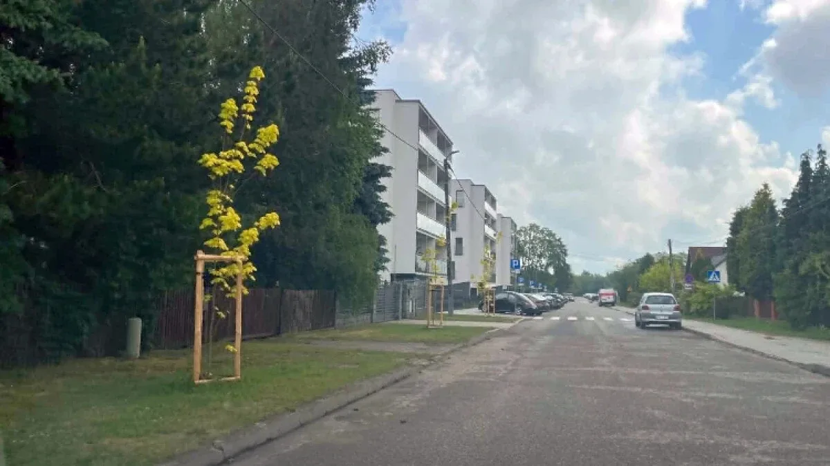 Miasto wiedziało o planowanym parkingu, ale posadziło przy Kolarskiej drzewa. Wiceburmistrz tłumaczy, dlaczego