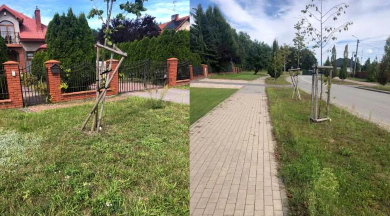 Miały podtrzymywać drzewa. Teraz same wymagają naprawy