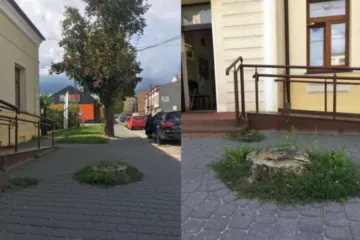 Drzewo wycięto, pień został
