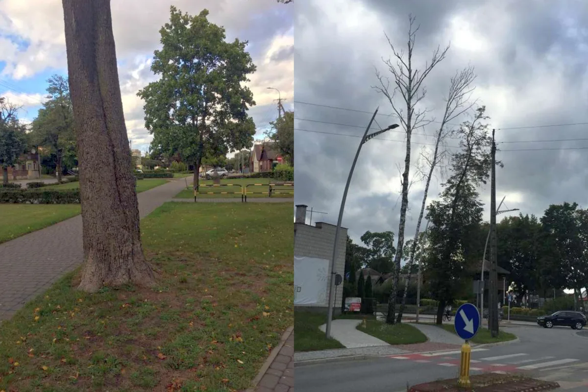 Powalone drzewo i suche konary w Ostrowi. Jest apel o pilną kontrolę