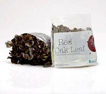 RED OAKLEAF 250GRM