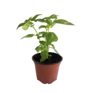 BASIL IN POT - 10% VAT