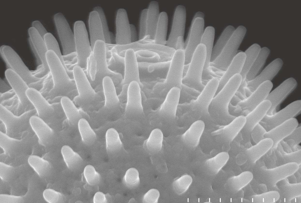 Mikroskopijne glony w splotach wiązki elektronów