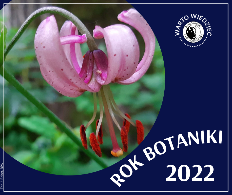 2022 Rok Botaniki – Cykl postów edukacyjnych o roślinach