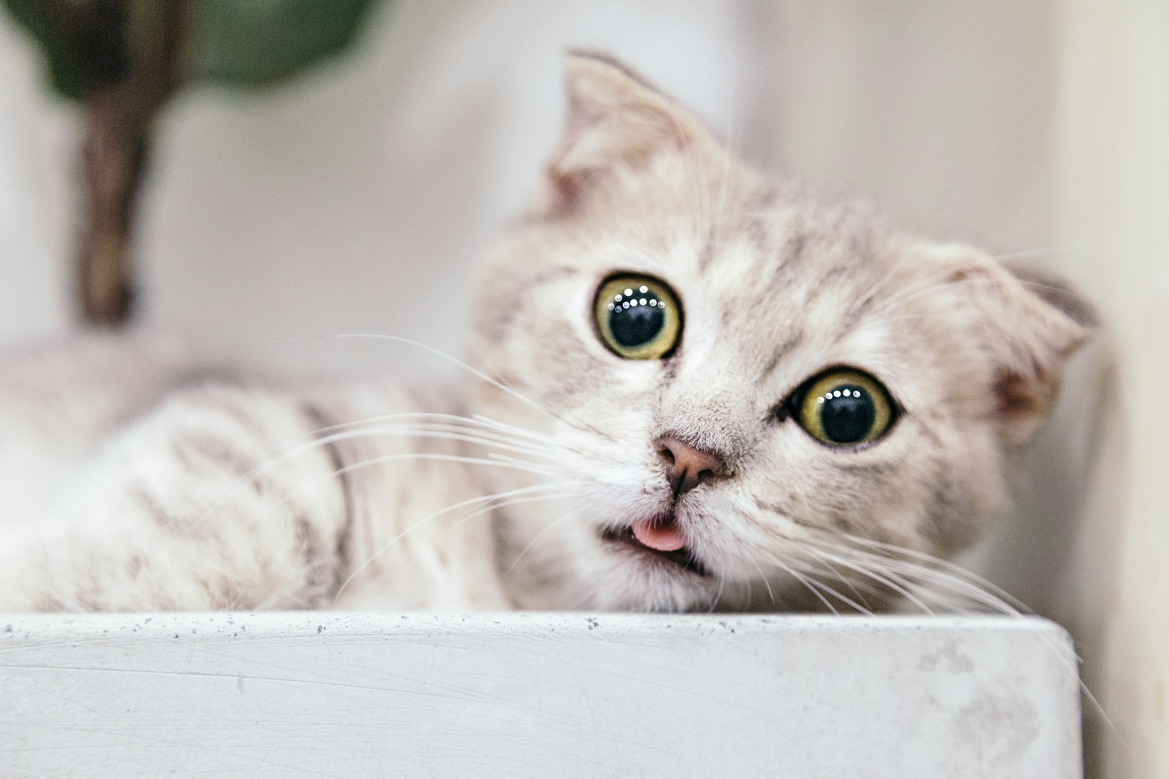 Cathy Meow-Purr-Meow