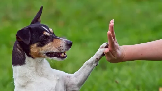 Animal Communication For beginners