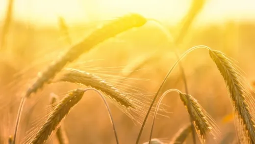 The Sun Still Rises: Surviving & Thriving After Grief & Loss
