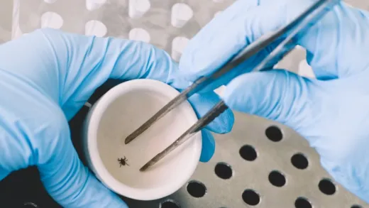All about Lyme Disease