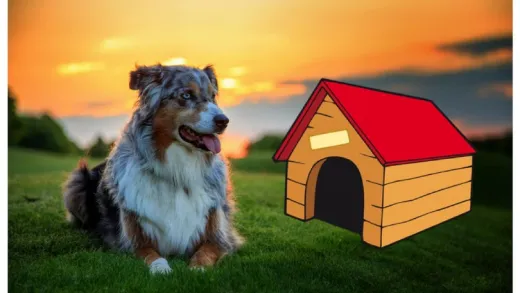 How to Start a Pet Care Business: Open Your Own Dog Kennel!