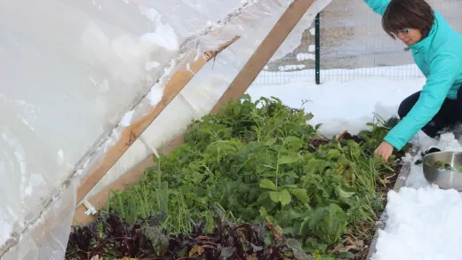 Harvesting Fresh Veggies in the Snow