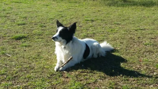 Aromaterapia Veterinaria - Aceites Esenciales en el Perro