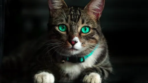 Aromaterapia Veterinaria - Aceites Esenciales en el Gato