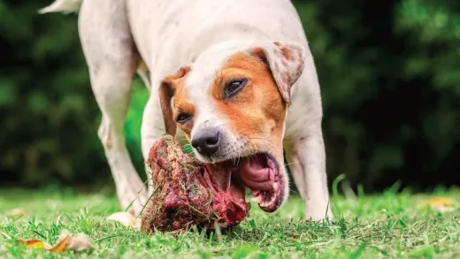 Insights and Details into Canine Raw Feeding and Nutrition