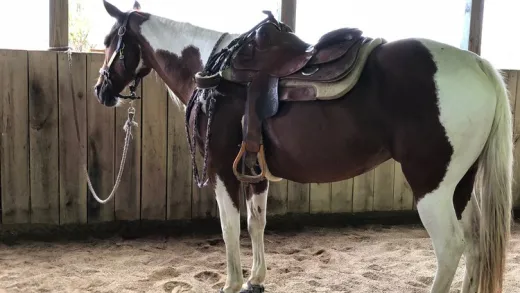 Western Saddle Fit for Horse & Rider