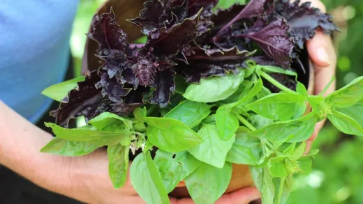 All About Gardening With Herbs