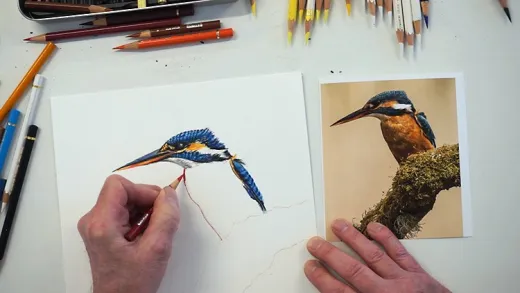 Use Coloured Pencils to draw a beautiful Kingfisher