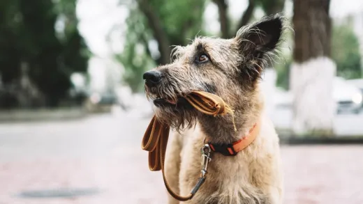 Finding Lost Animals using Animal Communication