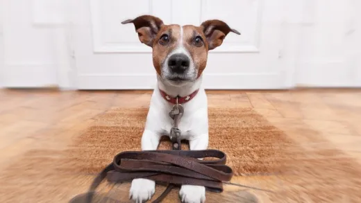 Dog Sitting for Beginners: Start Your Own Home Business