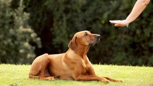 Dog Training - Tricks Level 1