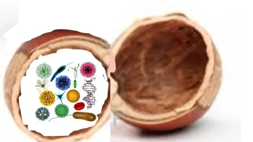 Basics of Medical Microbiology