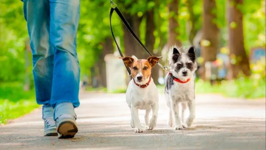Dog Training - Polite Leash Walking Class