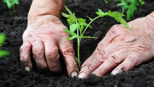 Un huerto ecológico en casa