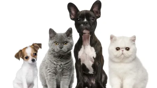 Animal Reiki Practitioner Certification