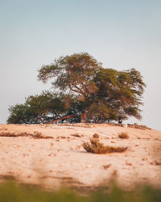 Tree Of Life Image