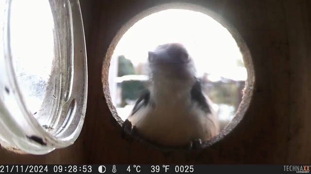 aus dem Eichhörnchen-Futterhaus: junger Buntspecht klopft die Einrichtung einmal ganz genau ab (Ton an!) und züngelt einmal durch.