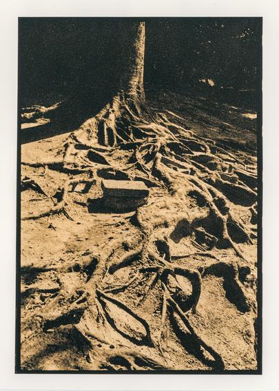A high-contrast lith print showing the exposed roots of a tree spreading across dry, textured ground. The trunk rises from the centre, while the tangled roots radiate outward like veins or skeletal forms. Deep black shadows contrast sharply with warm ochre and sandy highlights, emphasizing the rough texture of the earth and bark. The extreme contrast and gritty lithographic tonality give the scene a stark, almost prehistoric and slightly unsettling atmosphere.