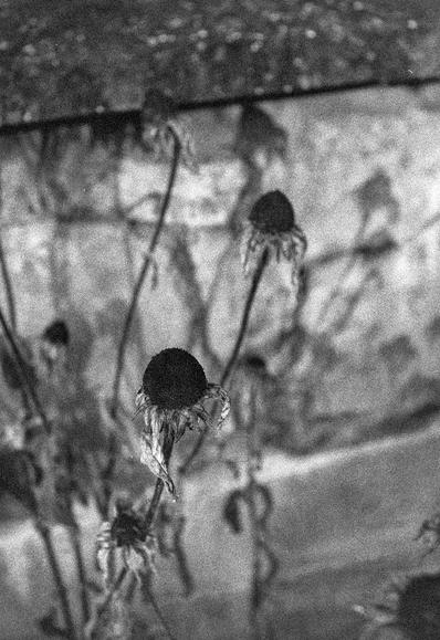 A grainy black-and-white photograph of several dried coneflowers growing beside a stone wall. Their dark, rounded flower heads are surrounded by withered petals hanging down in delicate, ragged layers. The slender stems and faded flowers stand out against the rough, softly blurred wall, while their shadows fall across its surface. The heavy grain and subdued tones give the image a quiet, melancholic feeling, evoking the end of the flowering season.