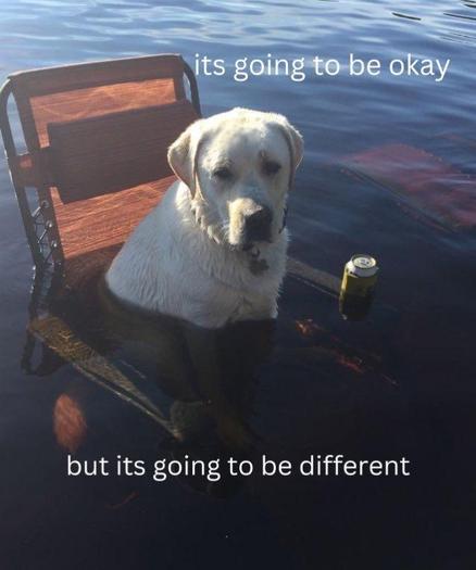 photograph of a white dog in a lawn chair in the ocean. white text says "its going to be okay but its going to be different"