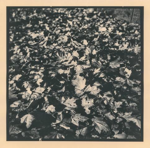 A black-and-white photograph of fallen leaves covering the ground in a dense, overlapping layer. Dappled sunlight filters through the trees above, illuminating some of the leaves while casting others into deep shadow. The interplay of light and darkness creates a rich, intricate pattern of organic shapes and textures, with the scattered highlights lending the scene an almost abstract quality. The shallow depth of field and strong tonal contrast give the image a moody, atmospheric feel, capturing a fleeting moment in the seasonal cycle of nature.