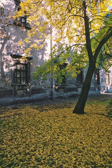 A mature tree with golden-yellow and green autumn leaves stands in front of an old, weathered building. Its dark trunk and spreading branches frame the faded façade, where tall windows with dark frames punctuate the peeling, mottled walls. Sunlight filters through the canopy, casting intricate, dappled shadows across the building. A thick carpet of fallen leaves covers the small courtyard, creating a warm contrast with the building’s cool, worn surfaces. The scene captures a quiet autumn moment, where the vivid colours of the foliage meet the timeless, slightly melancholic character of old urban architecture.