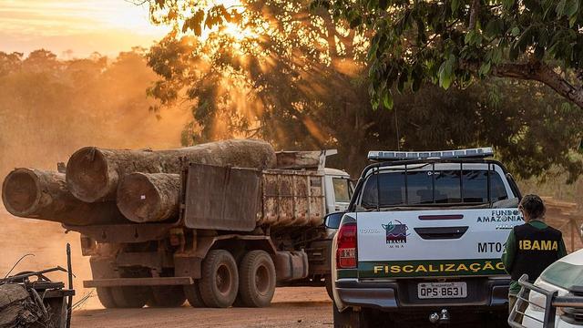 Global Deforestation 2025 Falls 15 Per Cent