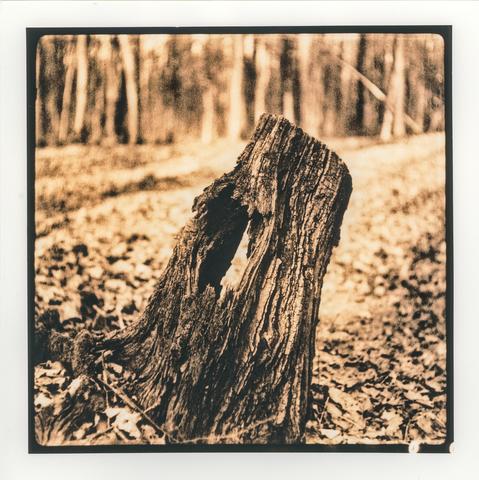 A lith print depicting a weathered tree stump in a woodland clearing. Its deeply cracked, twisted bark forms a dark, sculptural shape against the softly blurred background of slender tree trunks and sunlit forest floor. Fallen leaves and small branches scatter across the ground, while the warm, coppery sepia tones, pronounced grain, and high contrast accentuate the textures of the decaying wood. The print's painterly, almost otherworldly atmosphere transforms this fragment of a forest into a quiet meditation on time, decay, and the persistence of nature.