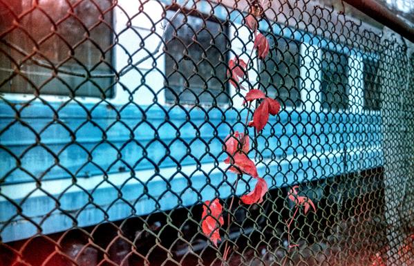 A chain-link fence fills the foreground, its dark, interwoven wires creating a dense geometric pattern. A slender vine with vivid red leaves climbs through the mesh, standing out against the cool blue tones of a railway carriage in the background. The carriage’s weathered metal panels, horizontal stripes, and dark undercarriage create a distinctly industrial backdrop.