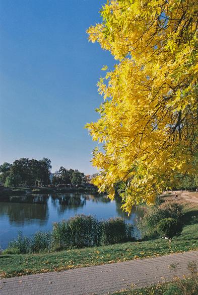 A large tree with bright golden-yellow autumn foliage fills the right side of the frame, its branches extending into a clear blue sky. Below, a calm pond reflects the trees along the opposite bank, while reeds grow at the water’s edge. A paved footpath runs across the foreground, with fallen leaves scattered over the grass. A few people walk along the far bank, adding a subtle sense of life to this peaceful autumn scene.