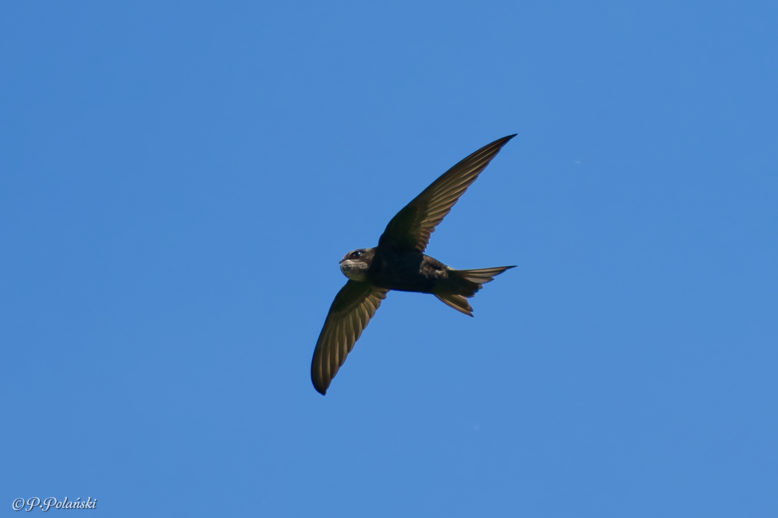 DSC05568_DxO