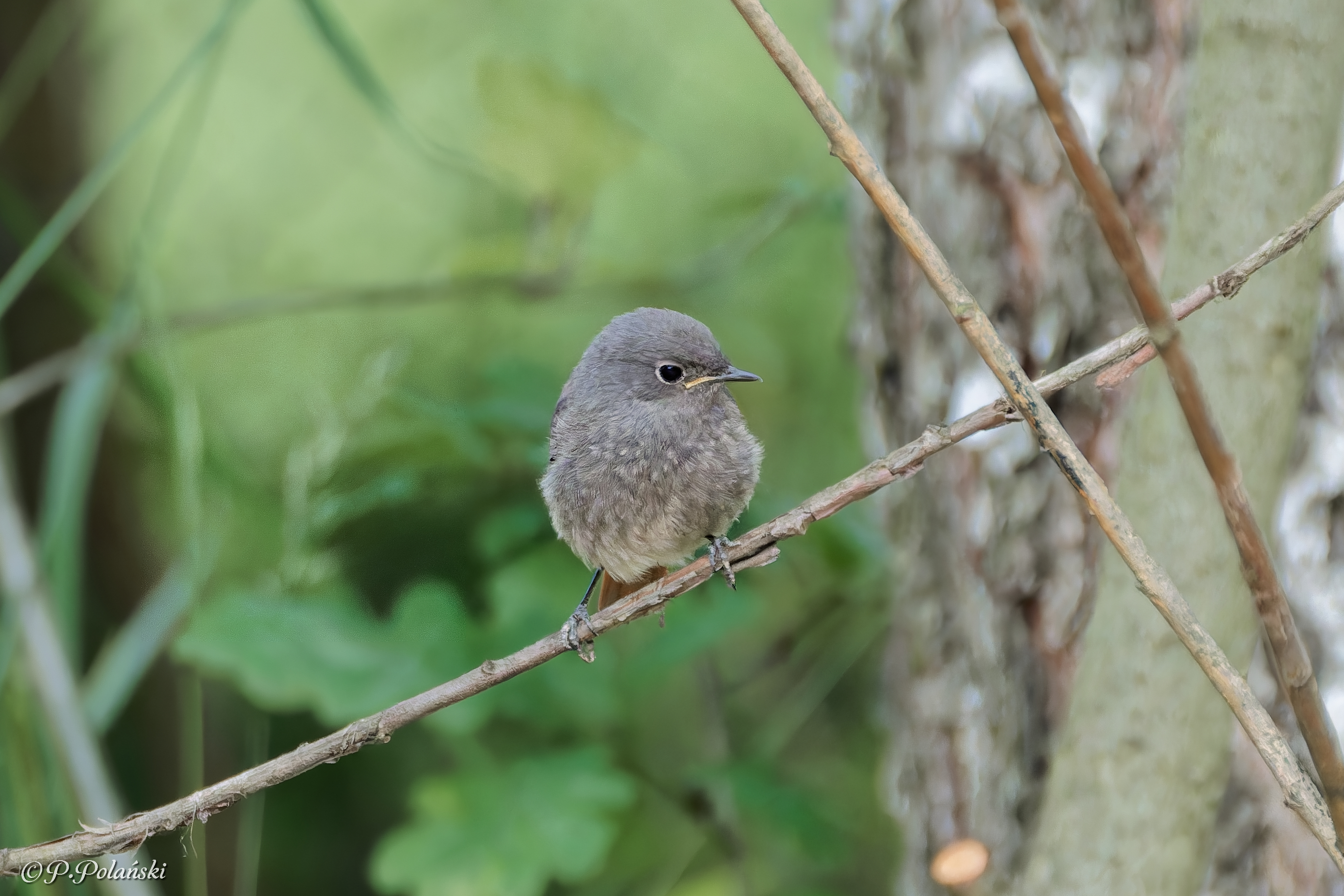 DSC05494_DxO