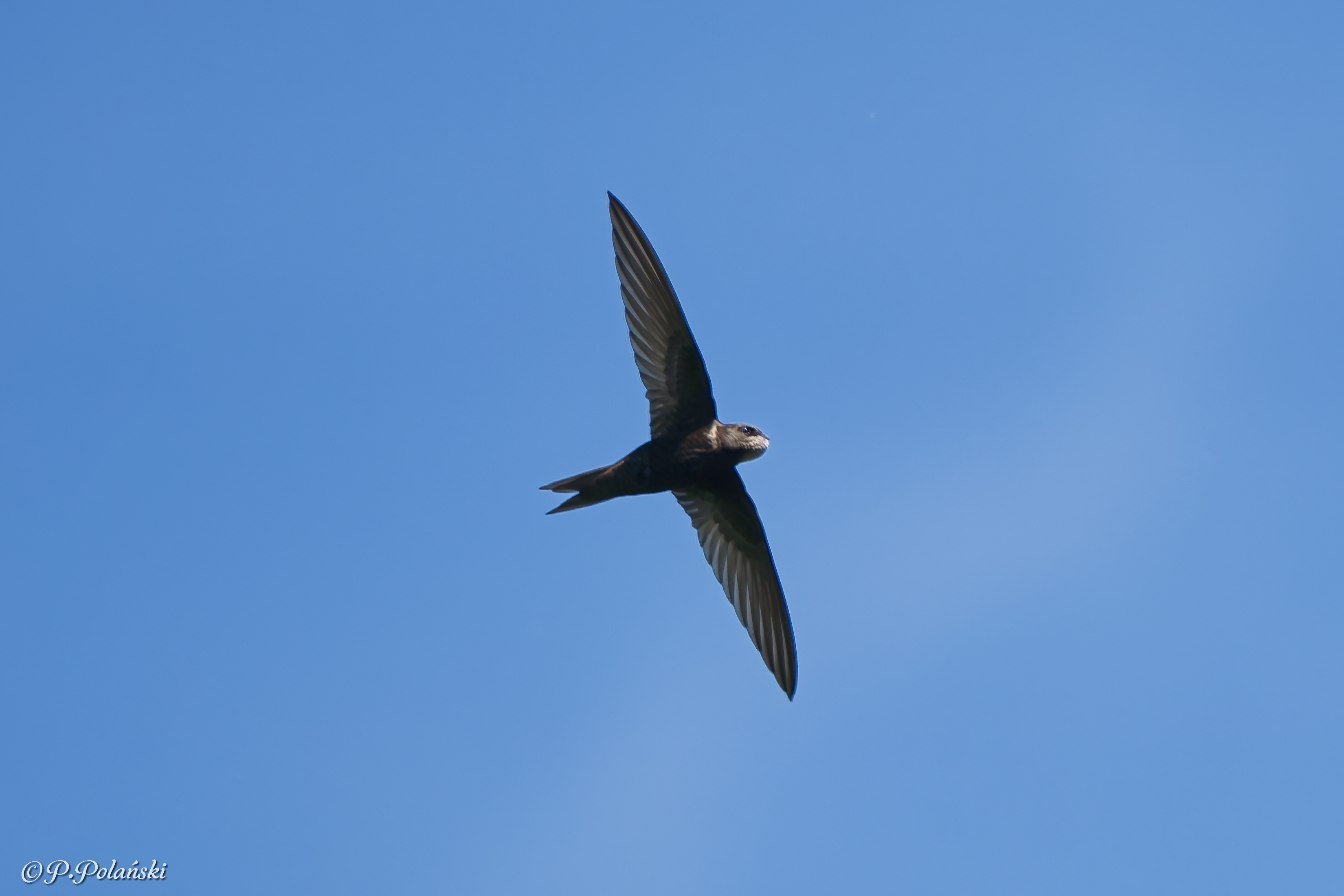DSC05548_DxO
