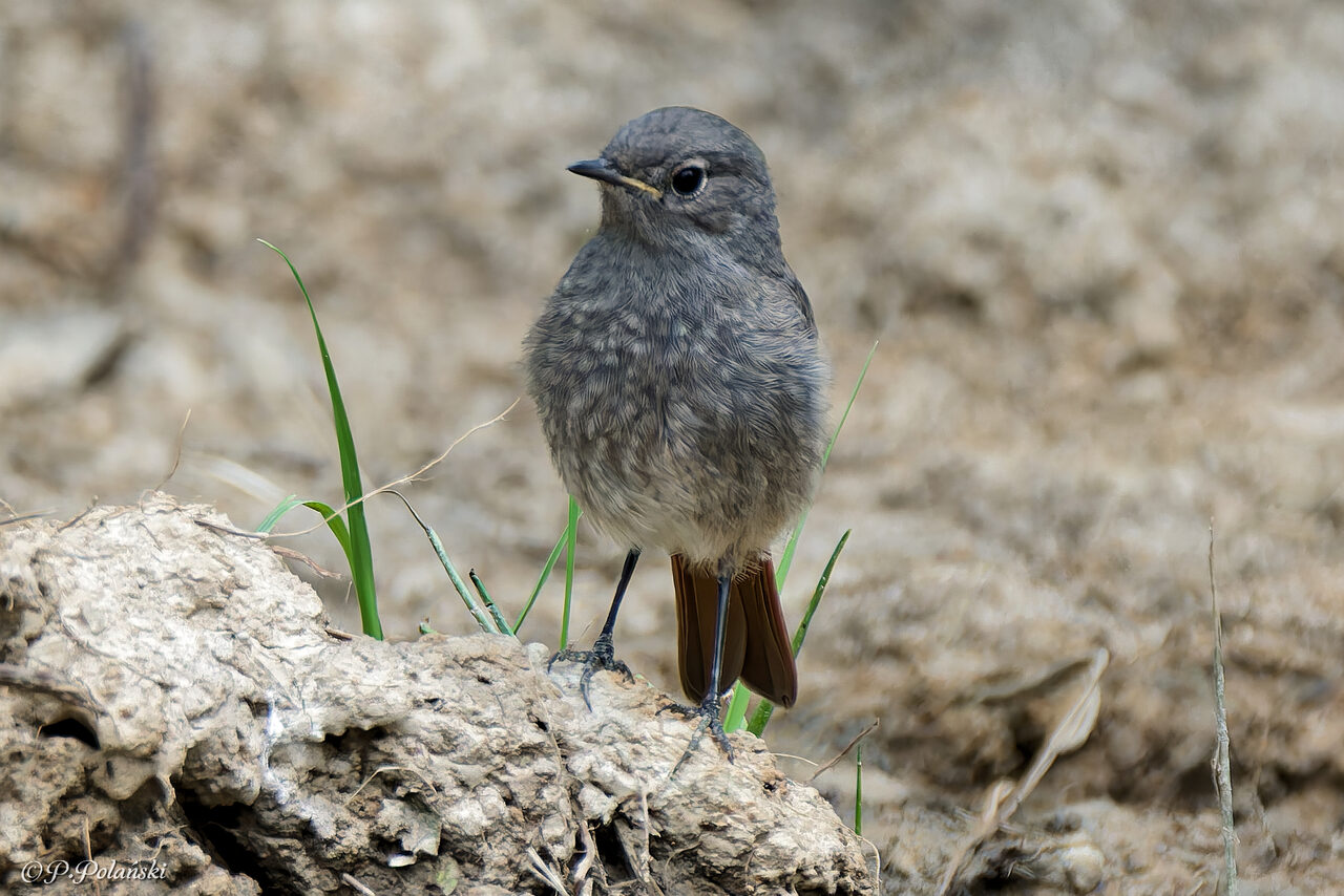 DSC05497_DxO
