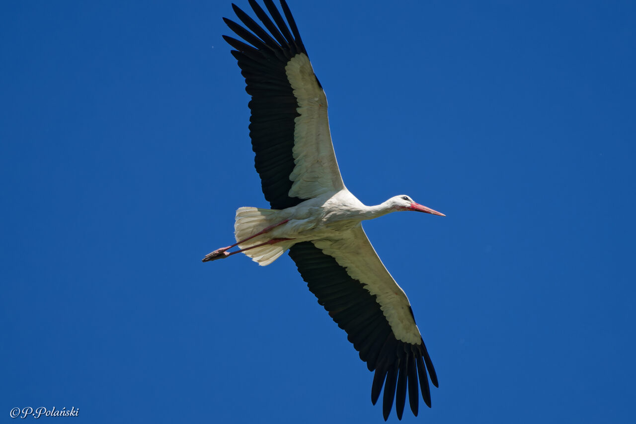DSC05271_DxO