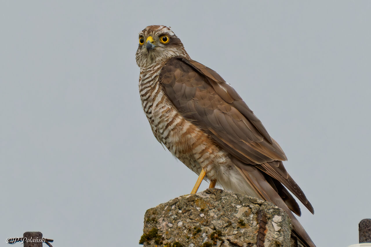 DSC05811_DxO