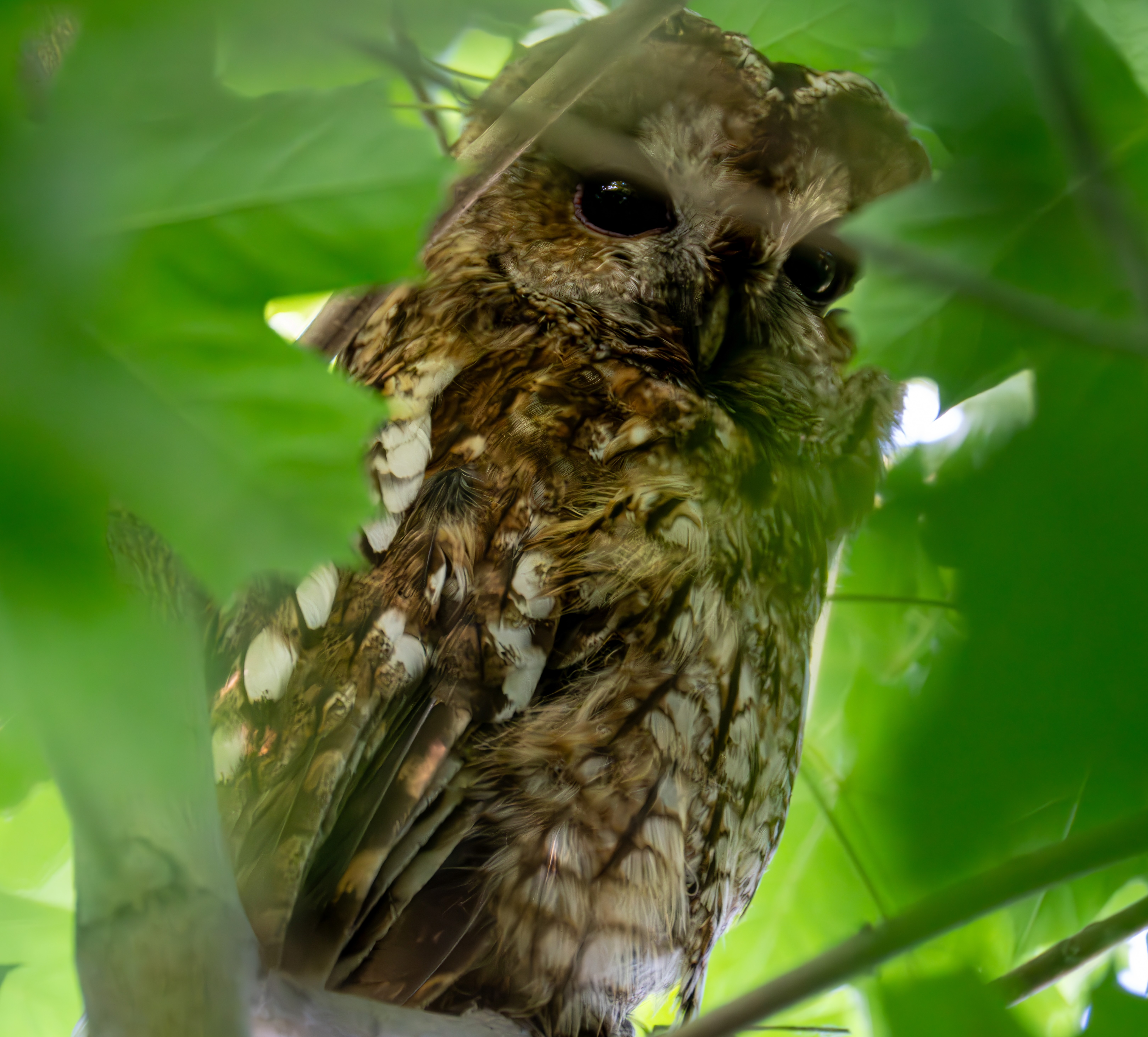 DSC00018-Poprawione-Szum-LBP1