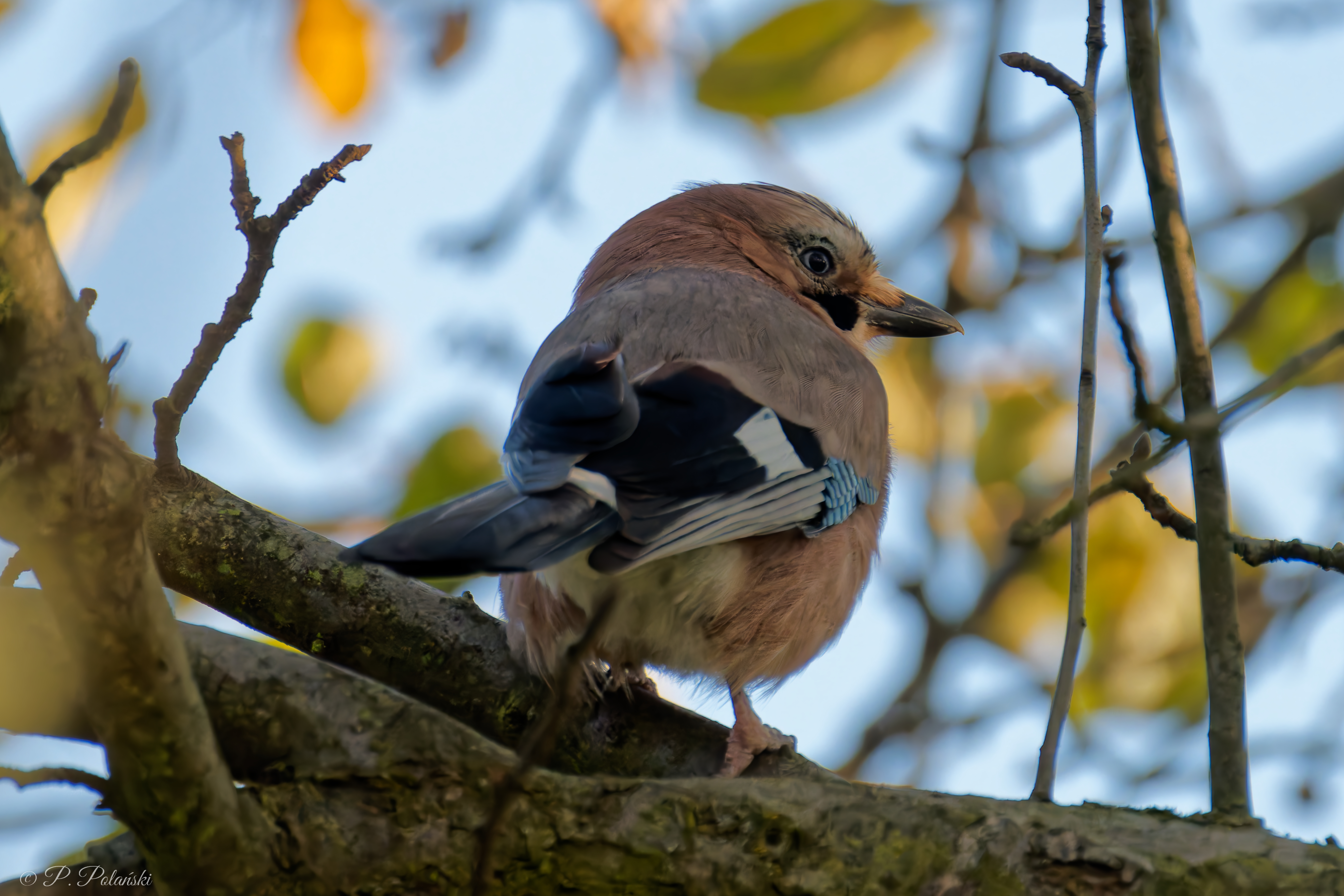 DSC03099_DxO