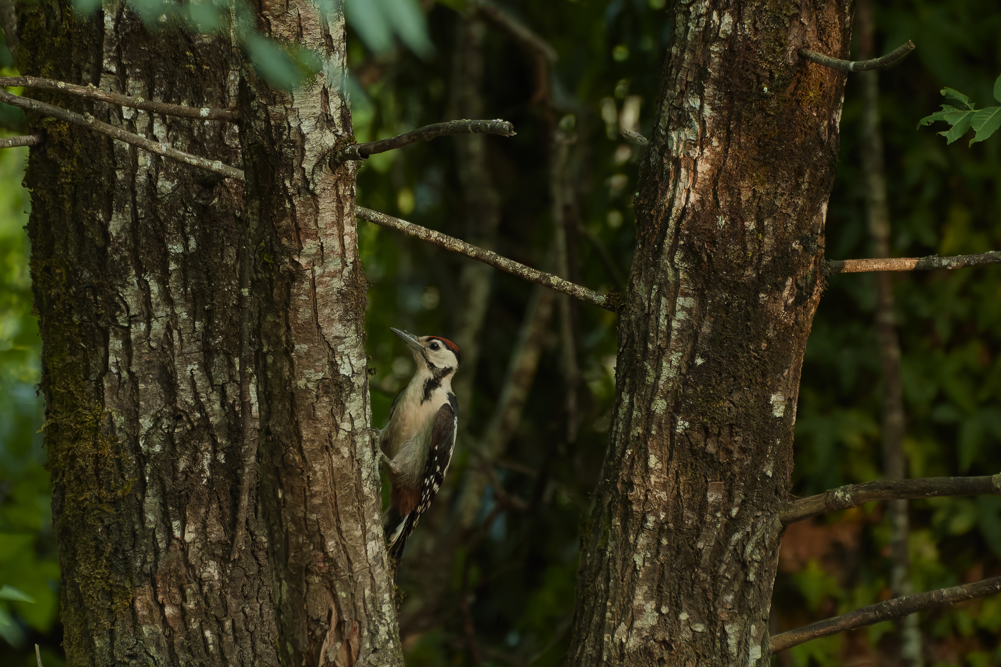 _DSC7009_DxO