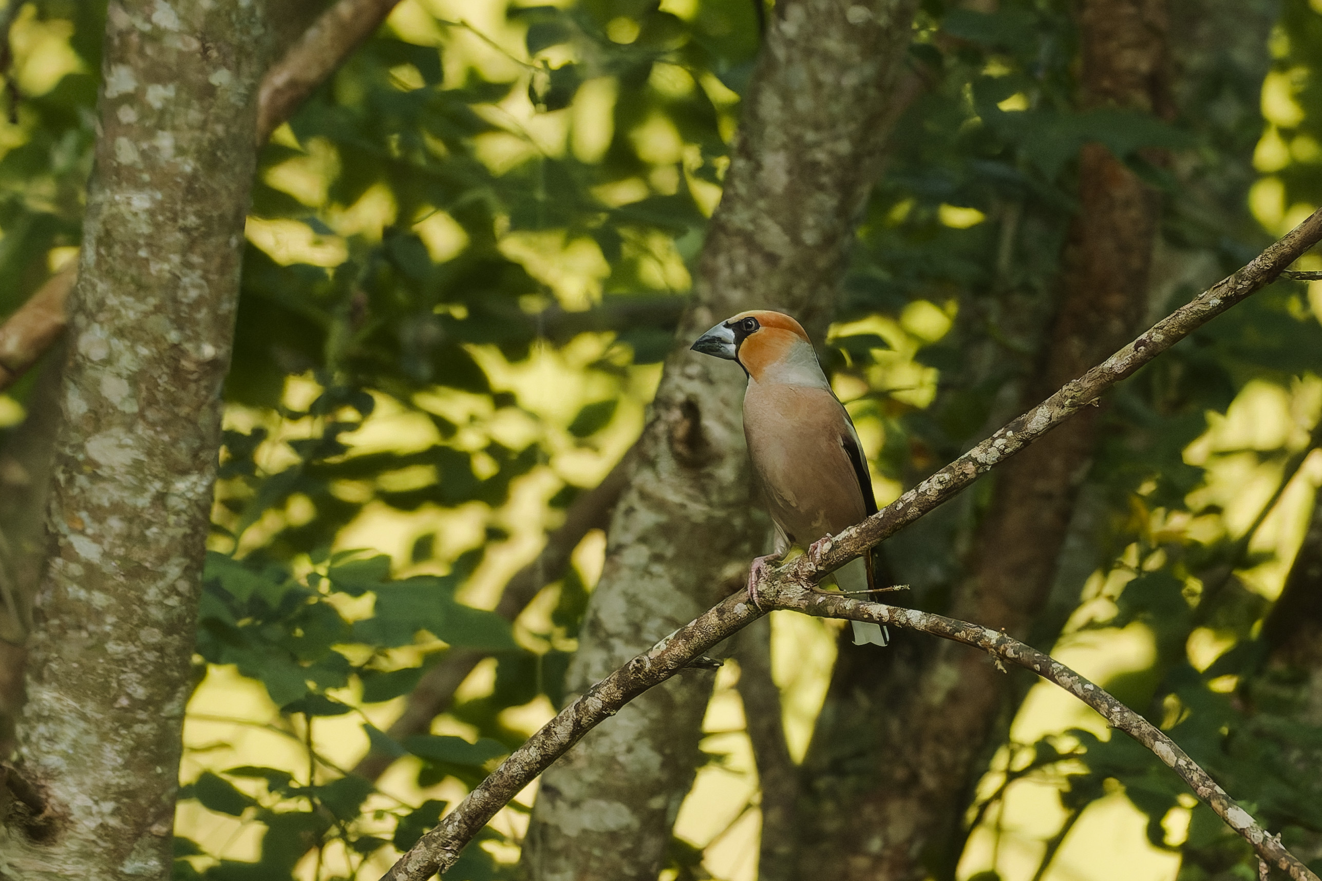 _DSC7037_DxO