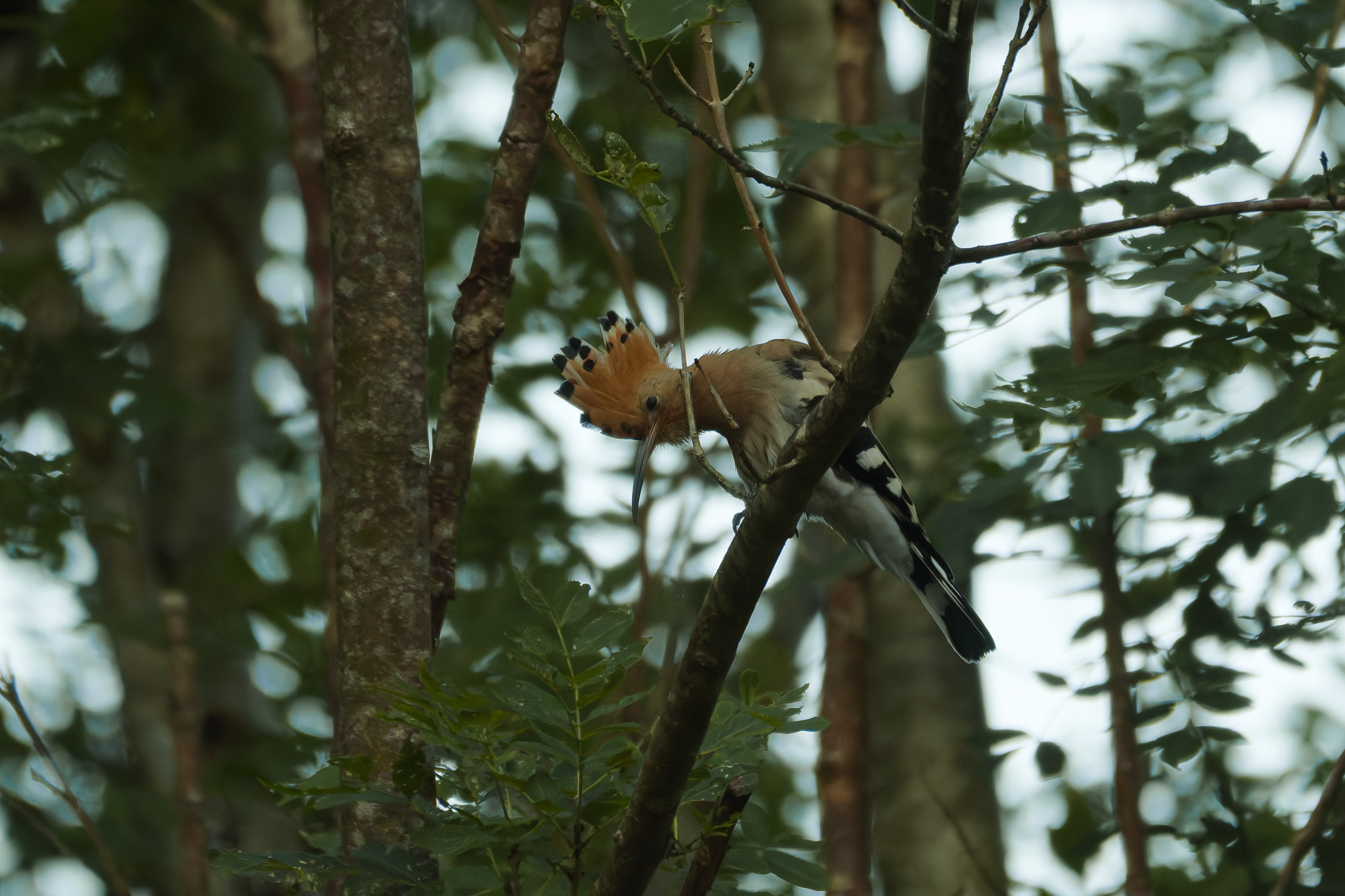 _DSC7105_DxO